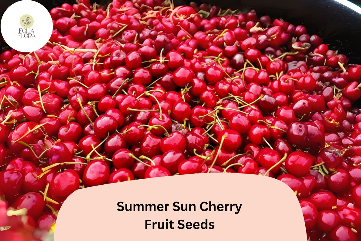 10+ Summer Sun Cherry Seeds – Sweet, Juicy, High-Yield Cherry Tree
