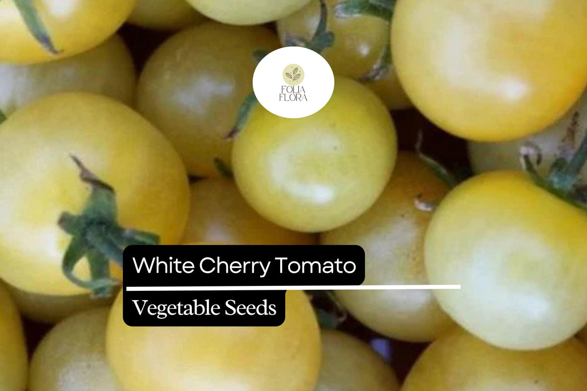 White Cherry Tomato Seeds | Heirloom Solanum Lycopersicum (15 Seeds)