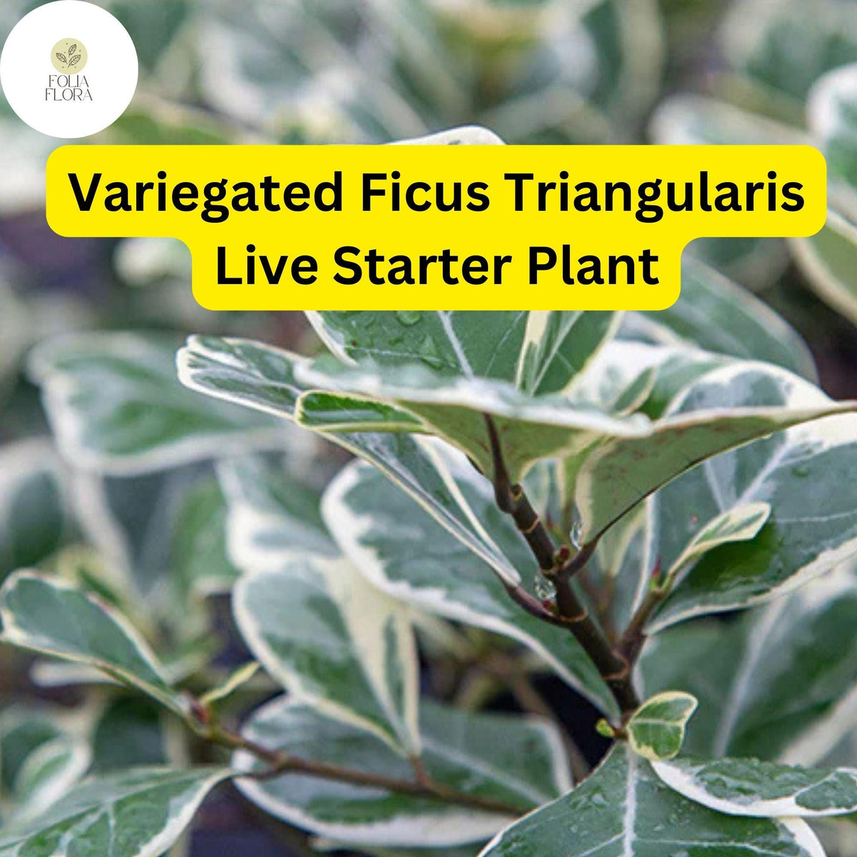Variegated Ficus Triangularis Starter Plant - Rare Houseplant
