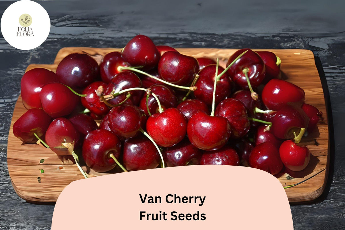 Van Cherry Tree Seeds | Sweet Black Cherry, Non-GMO