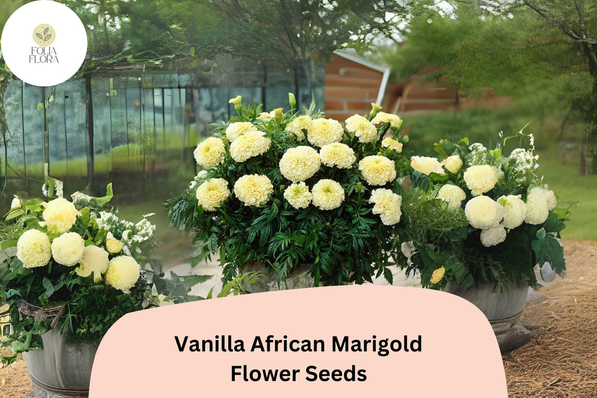 Vanilla African Marigold Seeds | Creamy White Blooms, Tall Summer Annual