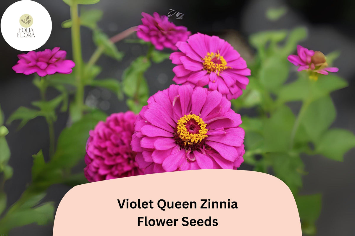 Violet Queen Zinnia Seeds: Tall Purple Blooms, Cut Flowers