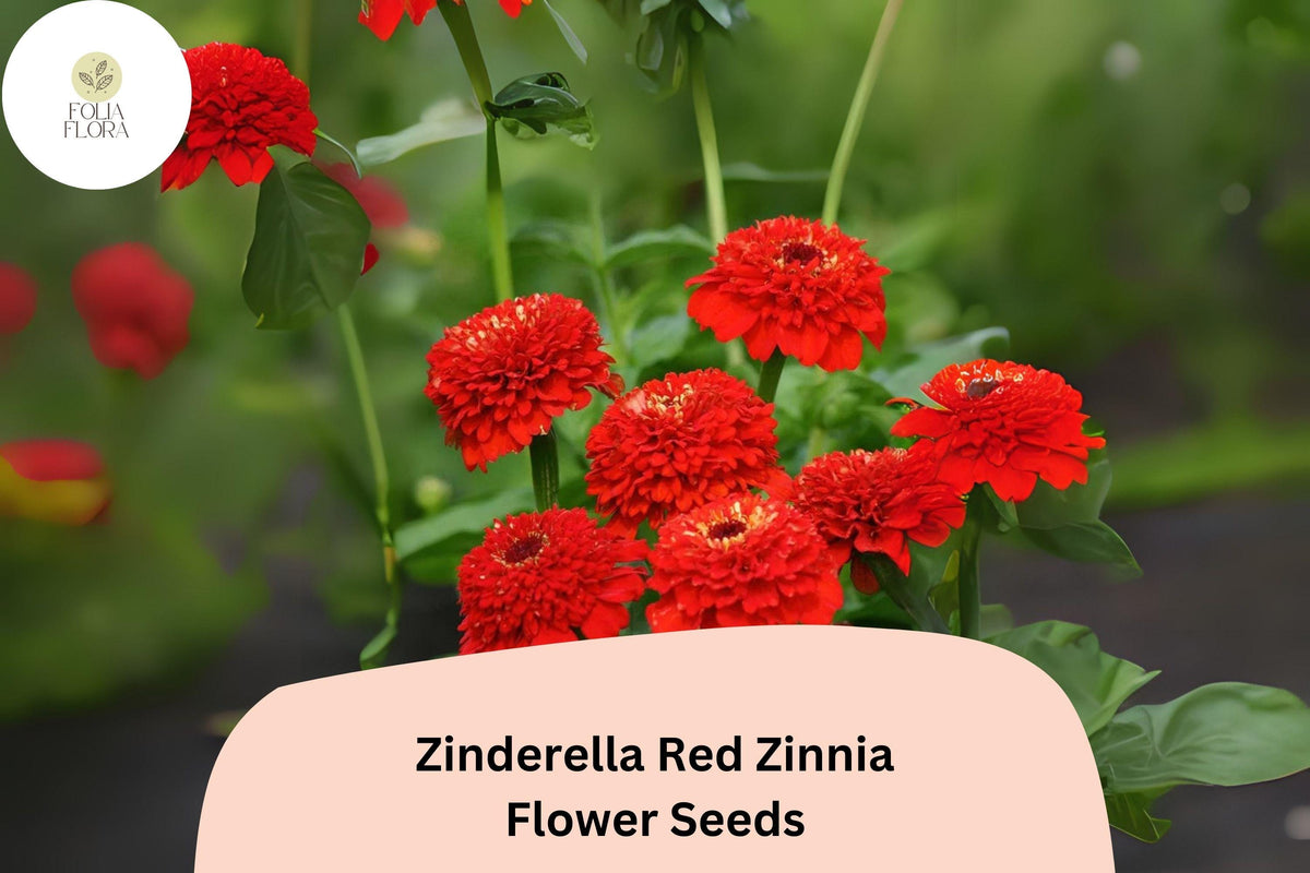 Zinderella Red Zinnia Seeds: Double Pompon Blooms, Heirloom Non-GMO