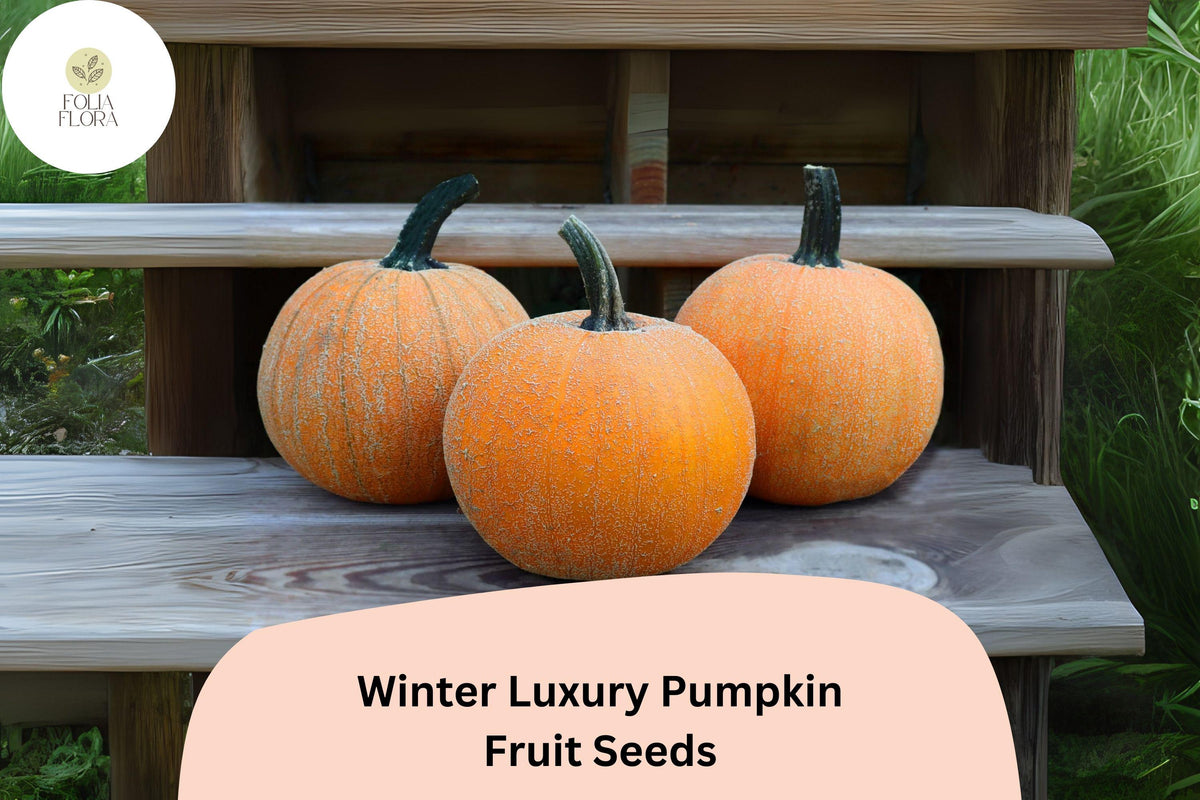 Winter Luxury Pumpkin Seeds (25+) | Heirloom Pie Pumpkin