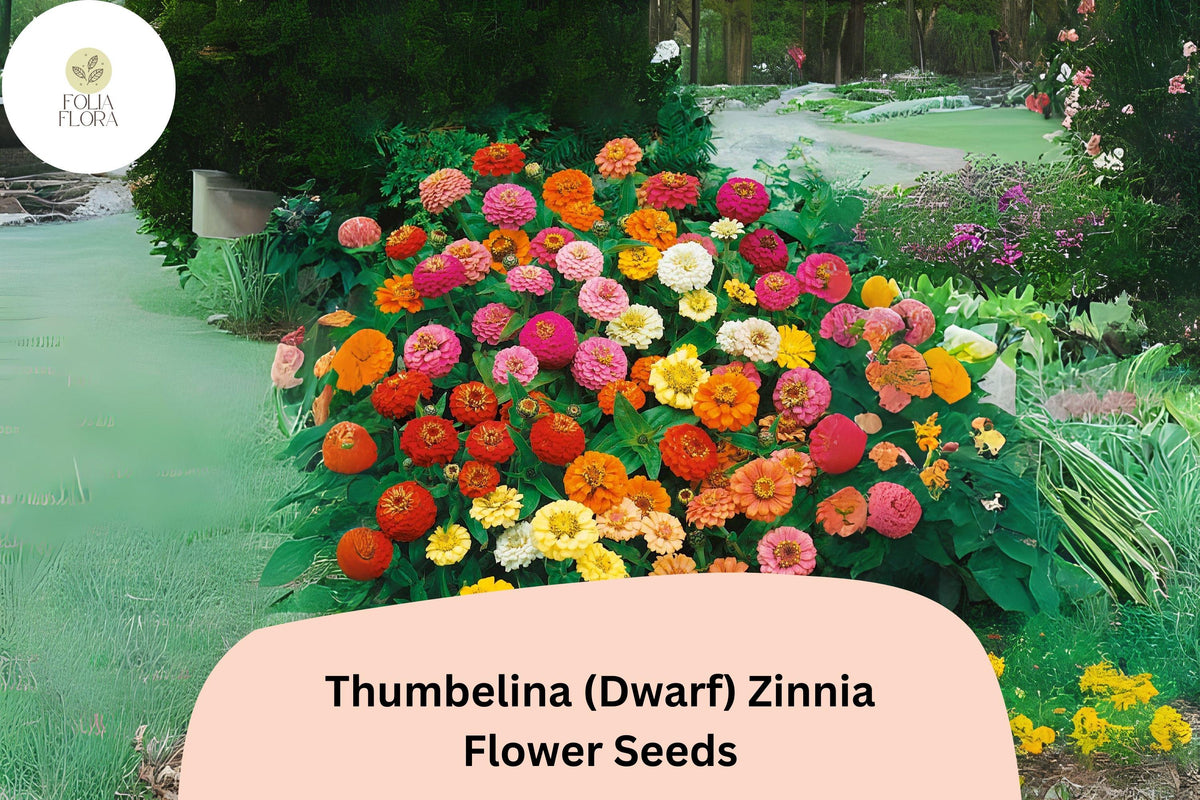 100+ Thumbelina Dwarf Zinnia Seeds – Compact Non-GMO Annual Flowers for Garden Planting, Pots & Borders