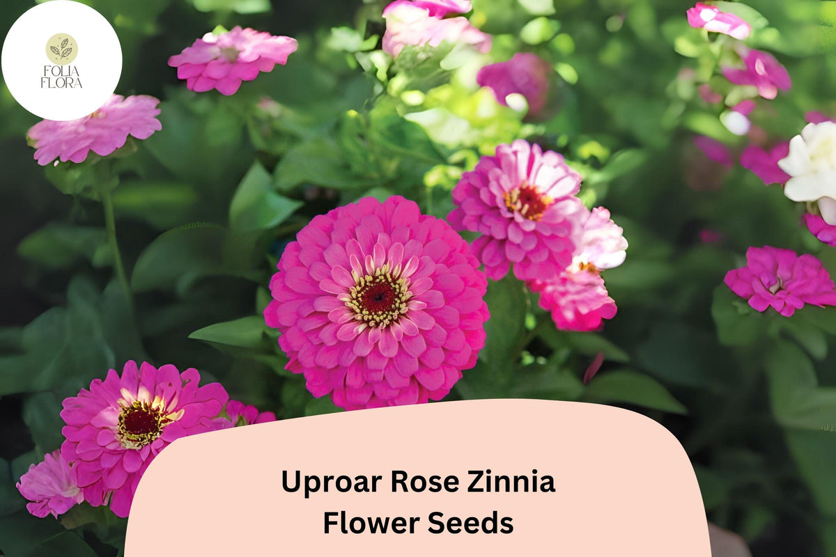 Uproar Rose Zinnia Seeds – Large Pink Blooms, Cut Flower Garden