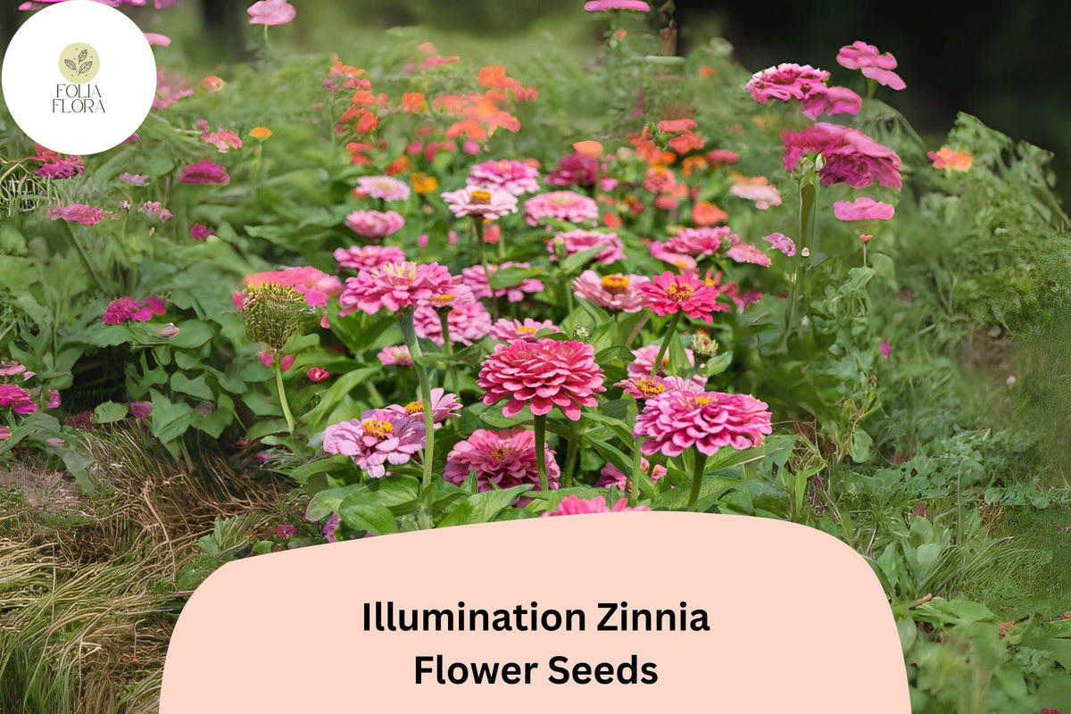 100+ Illumination Zinnia Seeds – Bright Golden-Orange Blooms for Summer Gardens & Cut Flowers