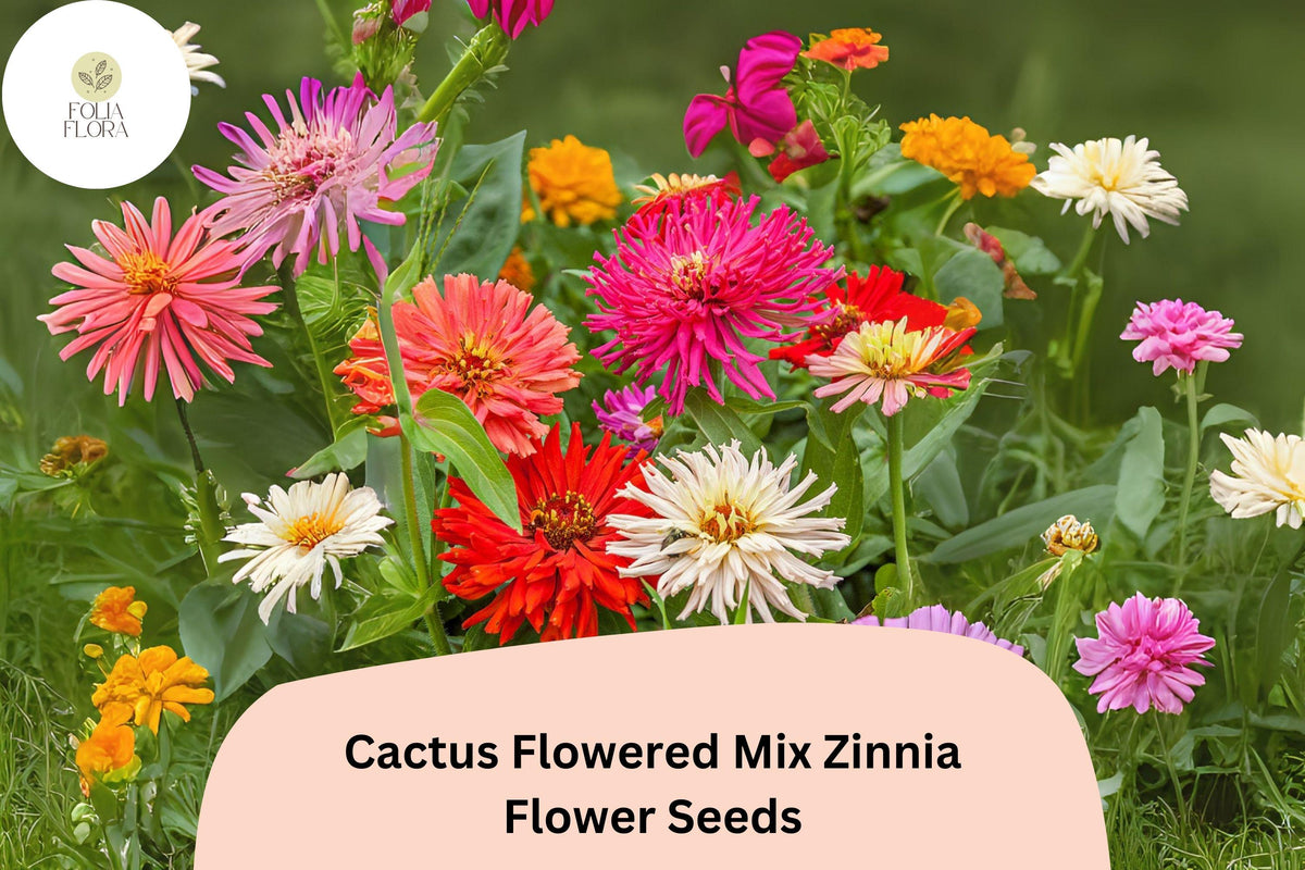 100+ Cactus Flowered Mix Zinnia Seeds – Spiky Petaled Blooms for Summer Gardens & Cut Flowers