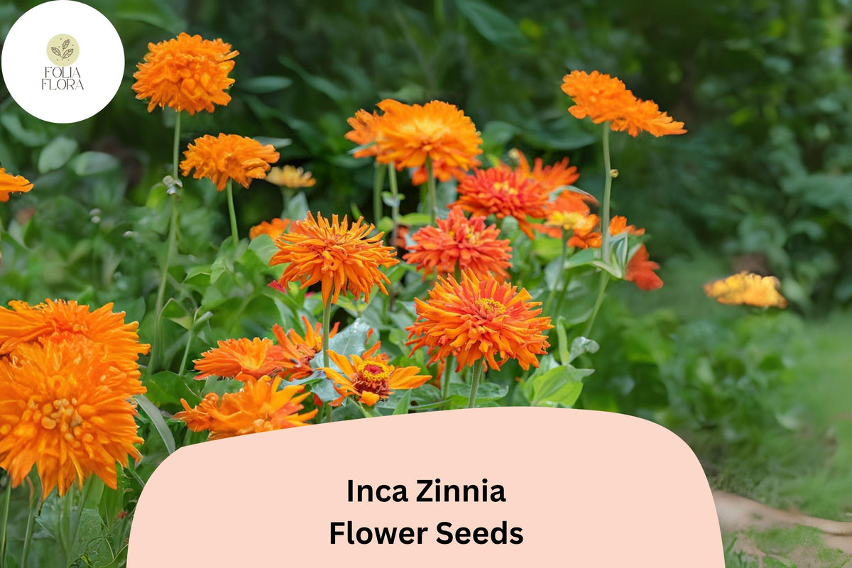100+ Inca Zinnia Seeds – Bold Golden-Orange Blooms for Summer Garden & Cut Flowers