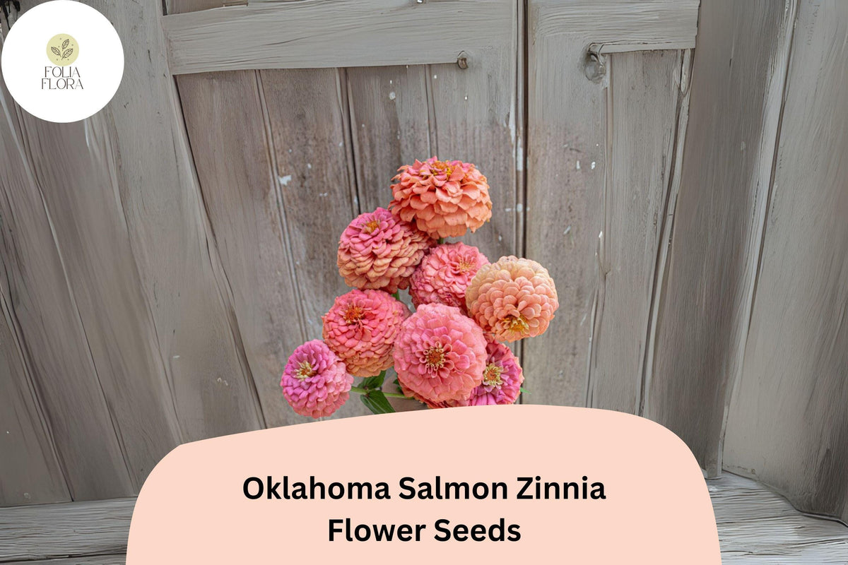 100+ Oklahoma Salmon Zinnia Seeds – Soft Pink-Orange Blooms for Cut Flowers & Summer Gardens