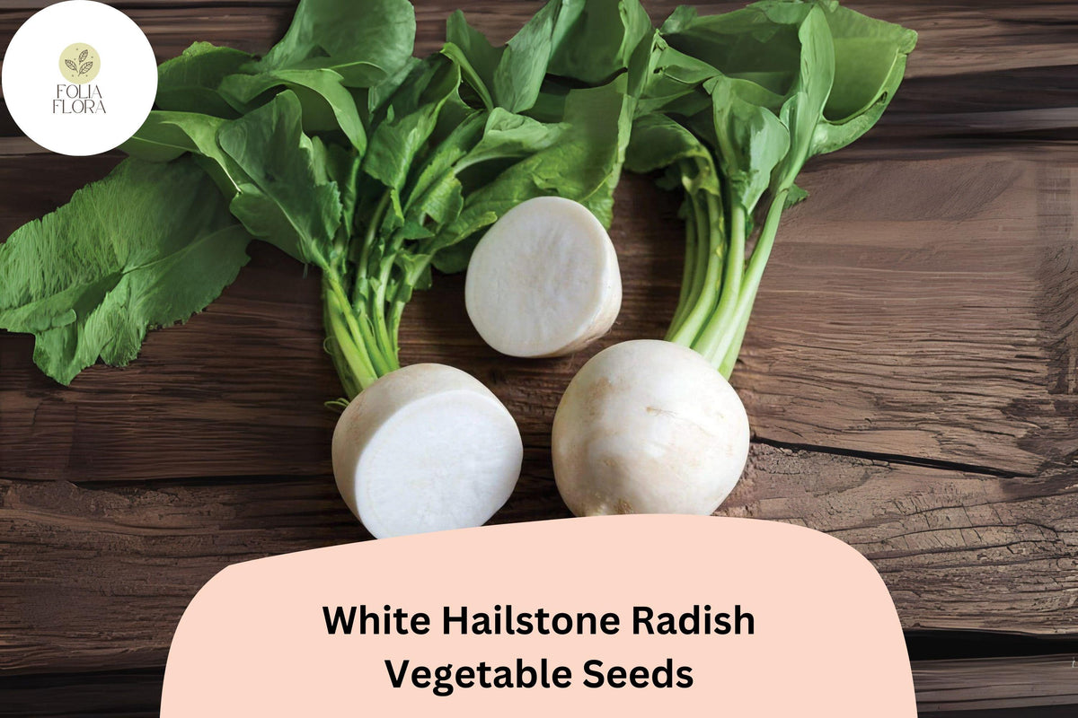 White Hailstone Radish Seeds – Heirloom, Non-GMO, 500+