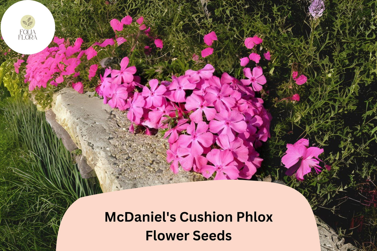 100+ McDaniel's Cushion Phlox Seeds – Creeping Groundcover Flowers, Phlox subulata