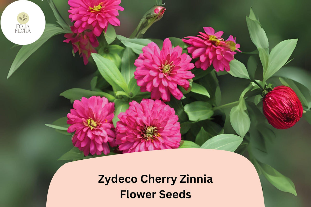 Zydeco Cherry Zinnia Seeds: Red Blooms, Heirloom Non-GMO