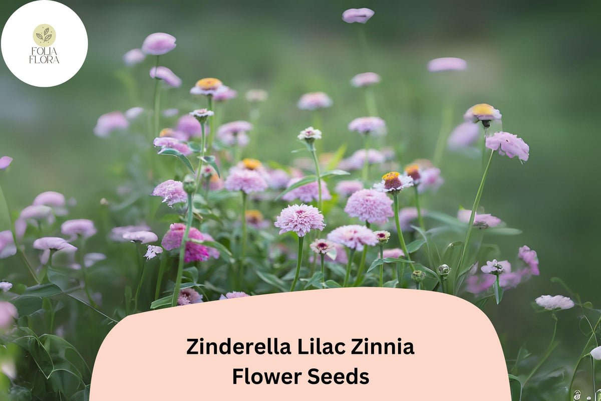 Zinderella Lilac Zinnia Seeds – Double Scabiosa Blooms
