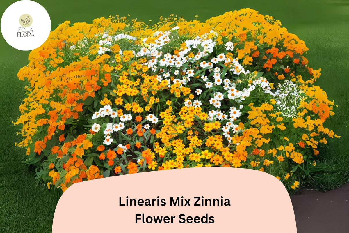 100+ Linearis Mix Zinnia Seeds – Compact Dwarf Blooms for Borders, Edging & Summer Gardens