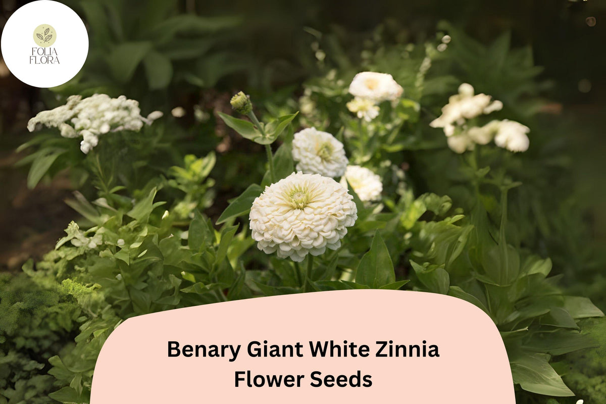 100+ Benary Giant White Zinnia Seeds – Elegant Tall Cut Flower for Summer Gardens
