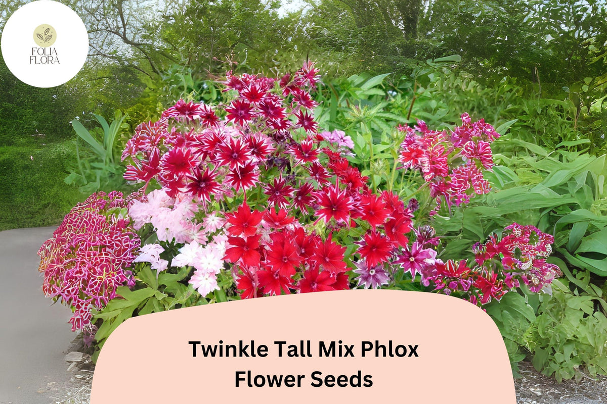 100+ Twinkle Tall Mix Phlox Seeds – Colorful Star-Shaped Blooms, Annual Garden Flowers