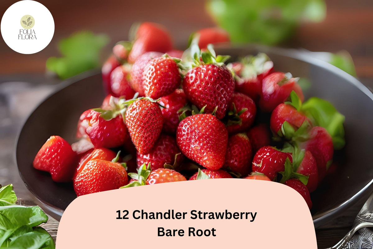 12 Chandler Strawberry Plants | Live Bare Root | June Bearing Fragaria × ananassa Fruit