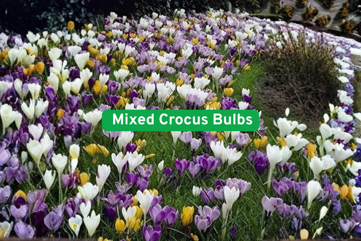 Mixed Crocus Bulbs - 50 Perennial Bulbs in White, Purple, Blue, Yellow - Crocus spp. - Early Spring Blooms for Gardens