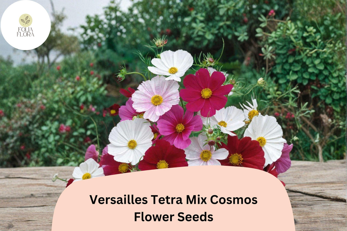 Versailles Tetra Cosmos Seeds | Tall Mix, Cut Flower Garden, Cosmos bipinnatus, Pollinator-Friendly, Summer Bloom