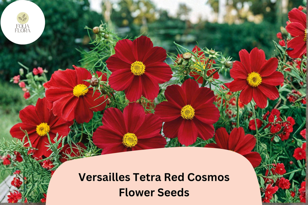 Versailles Tetra Red Cosmos Seeds | Tall Annual Flower | Bright Red Blooms | Cosmos bipinnatus for Borders & Cut Flowers