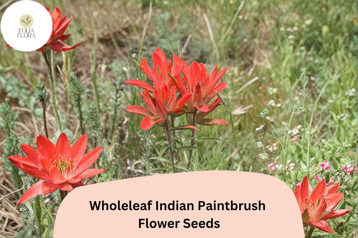 100 Castilleja integra Seeds | Wholeleaf Indian Paintbrush Wildflower | Native Red-Orange Perennial for Pollinator Gardens