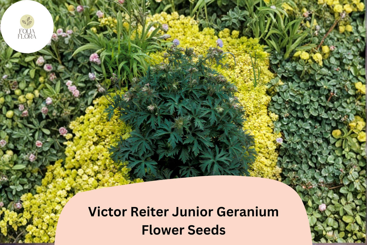 Victor Reiter Junior Geranium Seeds, Green Blooms, Perennial Cranesbill, Compact, Well-Drained Soil, Bees & Butterflies Attracting