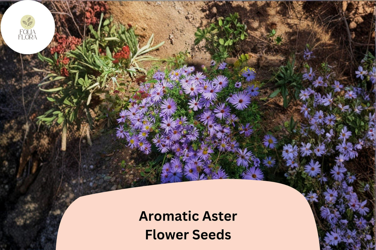 100 Symphyotrichum oblongifolium Seeds | Aromatic Aster | Purple Perennial Wildflower for Pollinator Gardens