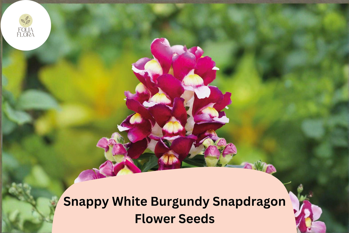 1000+ Snappy White Burgundy Snapdragon Seeds | Antirrhinum majus | Bicolor Garden Flowers for Beds & Pots
