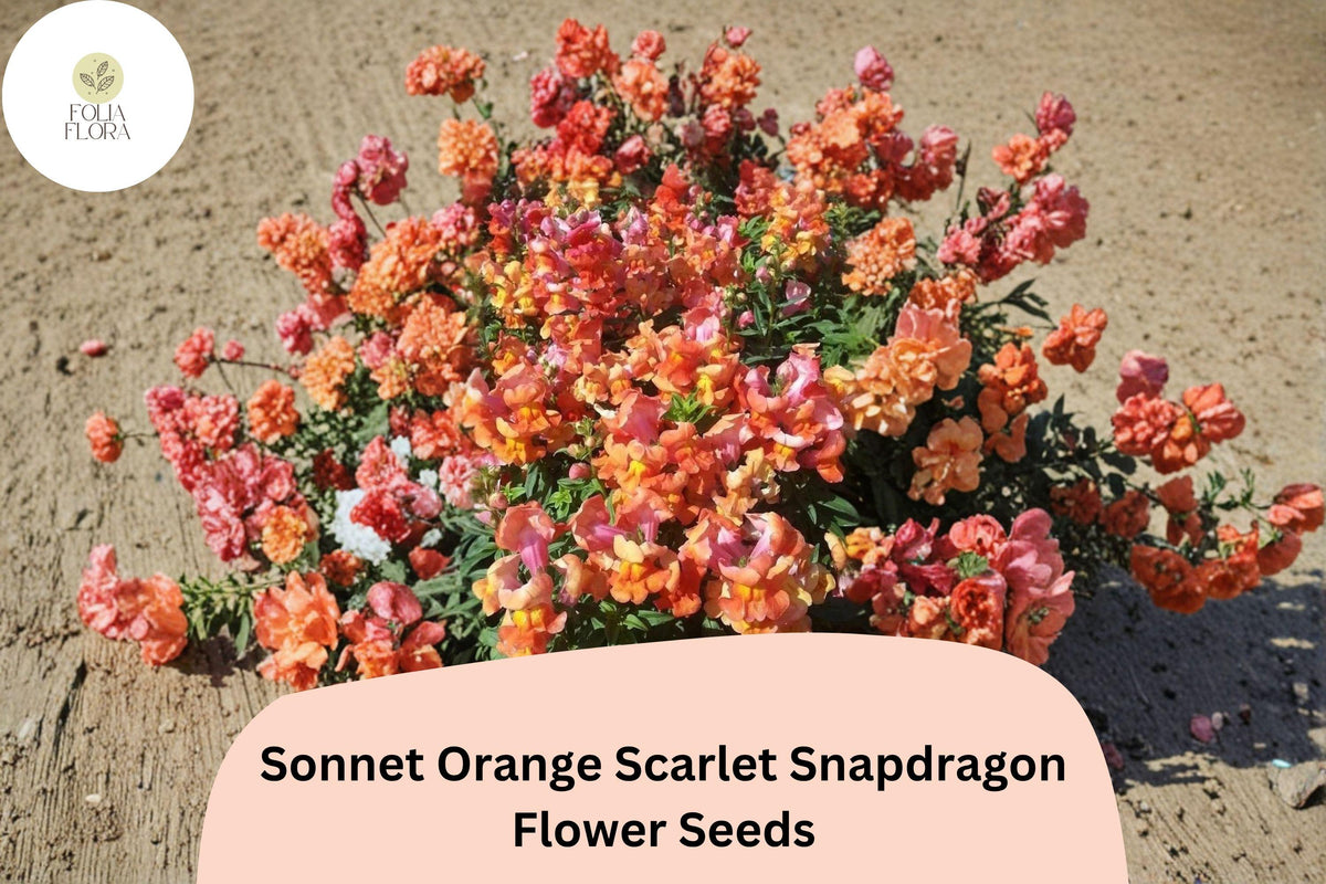 1000+ Sonnet Orange Scarlet Snapdragon Seeds | Antirrhinum majus | Bright Orange-Red Garden Flowers for Beds