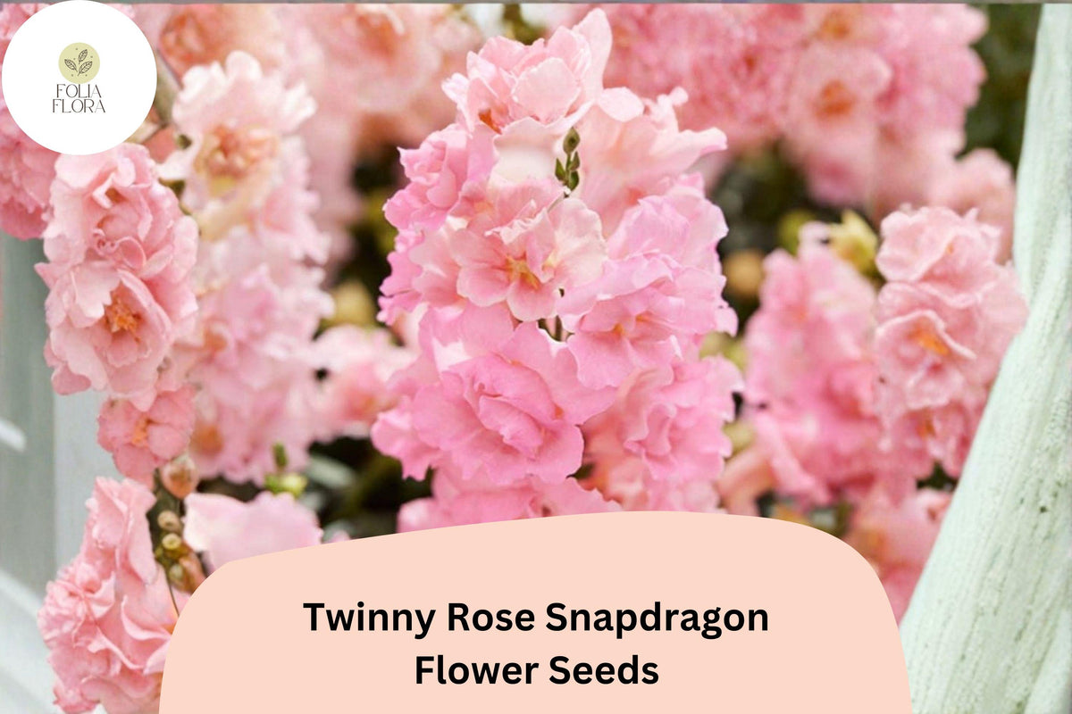 1000+ Twinny Rose Snapdragon Seeds | Antirrhinum majus | Double Rose Pink Blooms for Beds & Pots