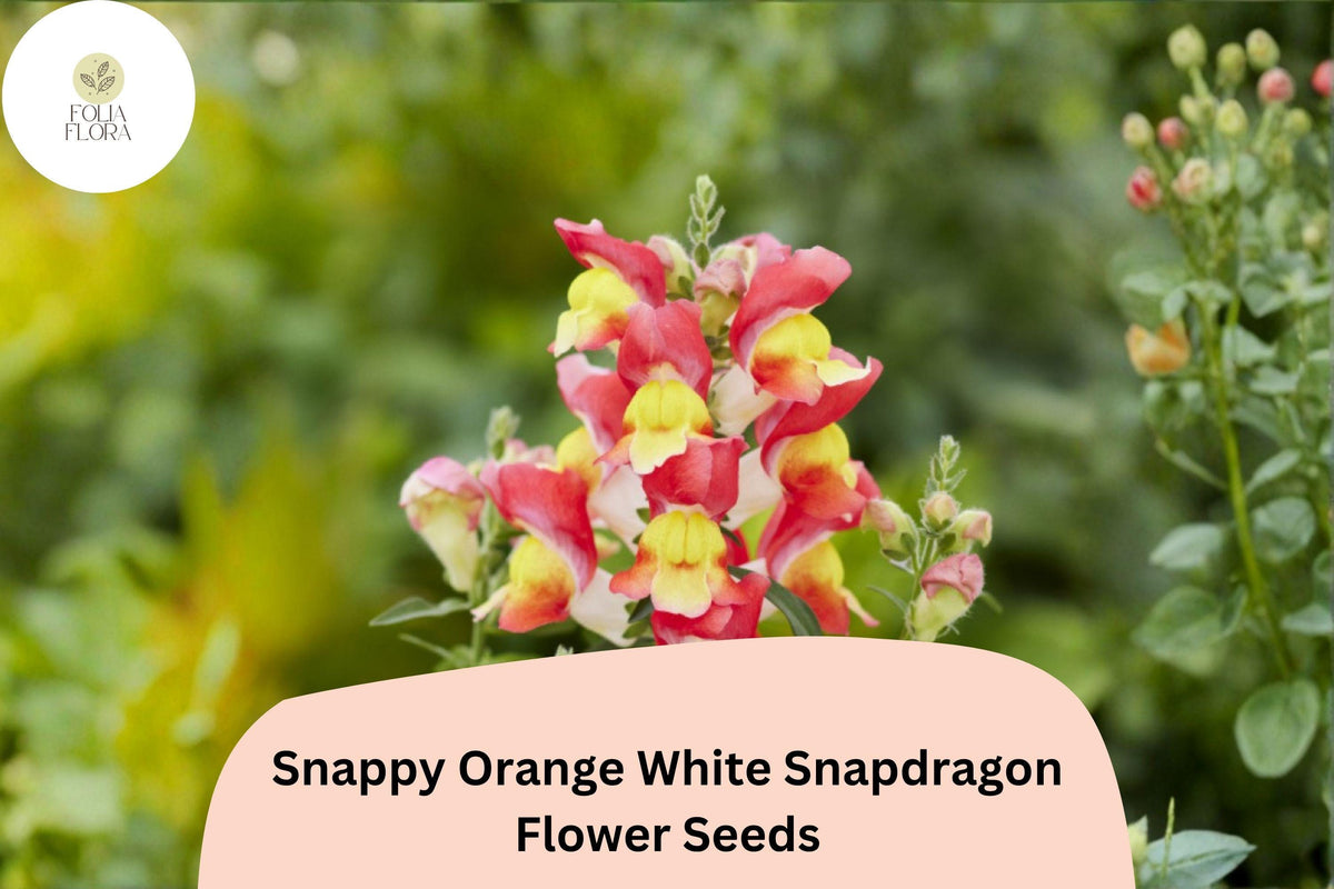 1000+ Snappy Orange White Snapdragon Seeds | Antirrhinum majus | Vibrant Bicolor Blooms for Garden Beds