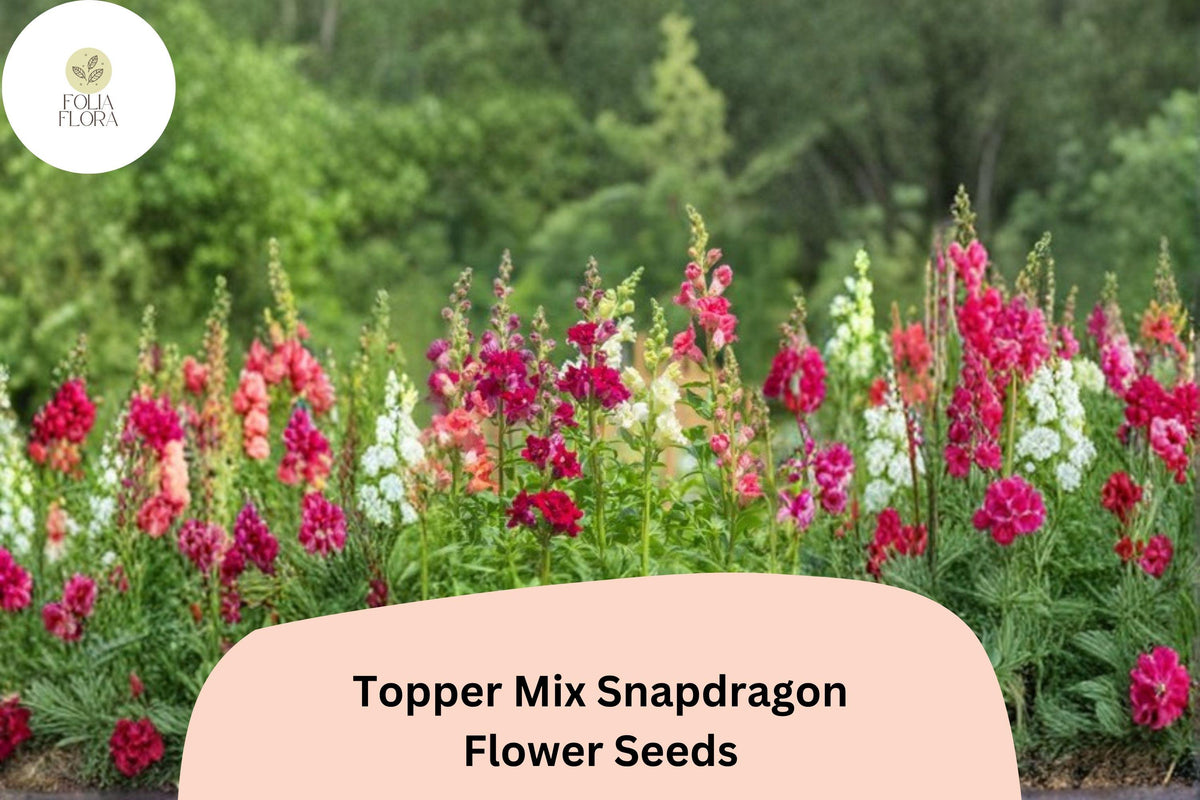1000+ Topper Mix Snapdragon Seeds | Antirrhinum majus | Tall Colorful Blooms for Borders & Cut Flowers