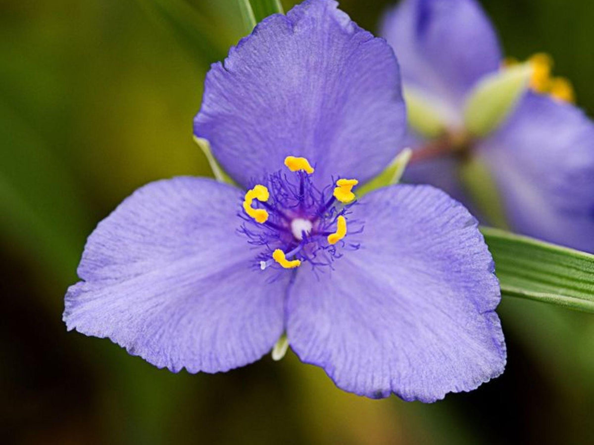 Western Spiderwort Seeds – 100 Native Wildflower Seeds, Drought-Tolerant Pollinator Plant, Tradescantia occidentalis