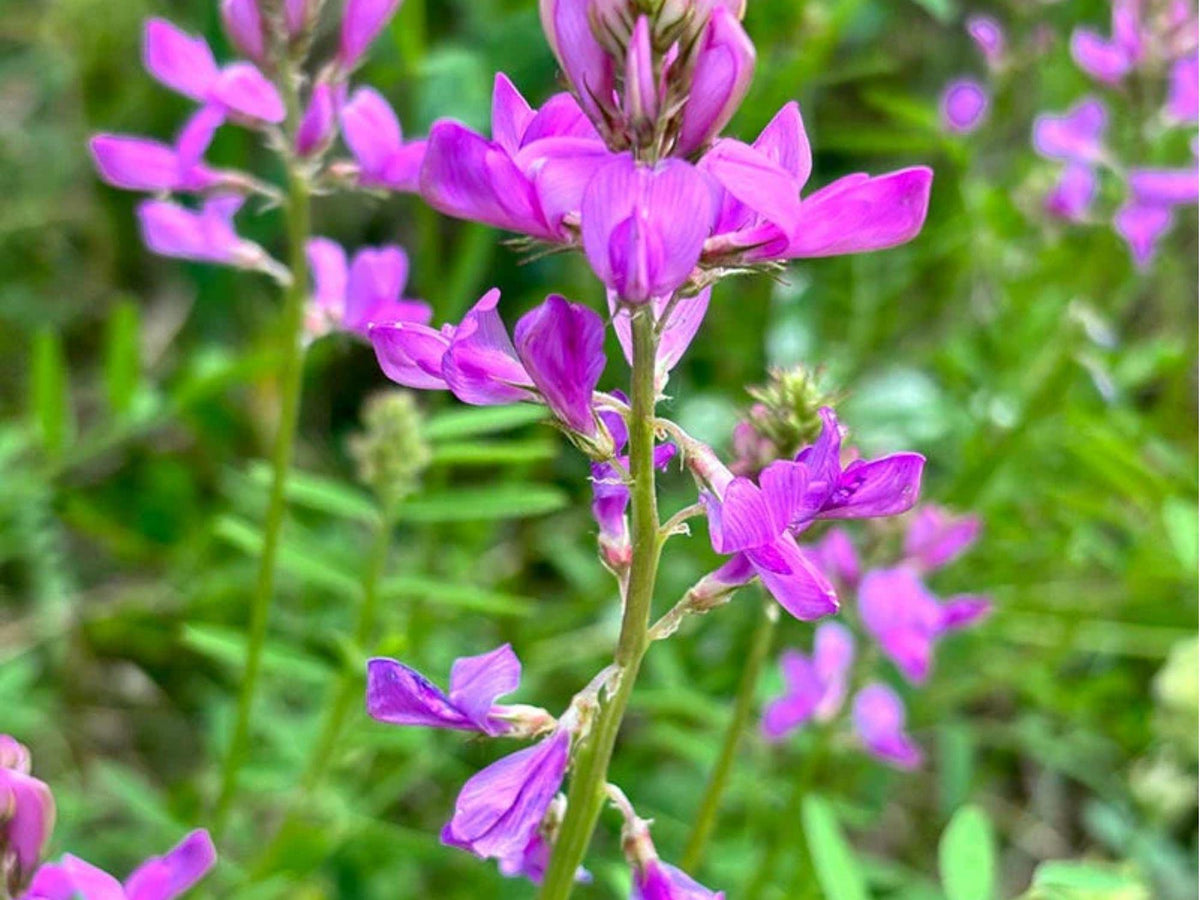 Utah Sweetvetch Seeds (Hedysarum boreale) – 25 Native Wildflower Legume Seeds for Pollinator Gardens & Dry Soils