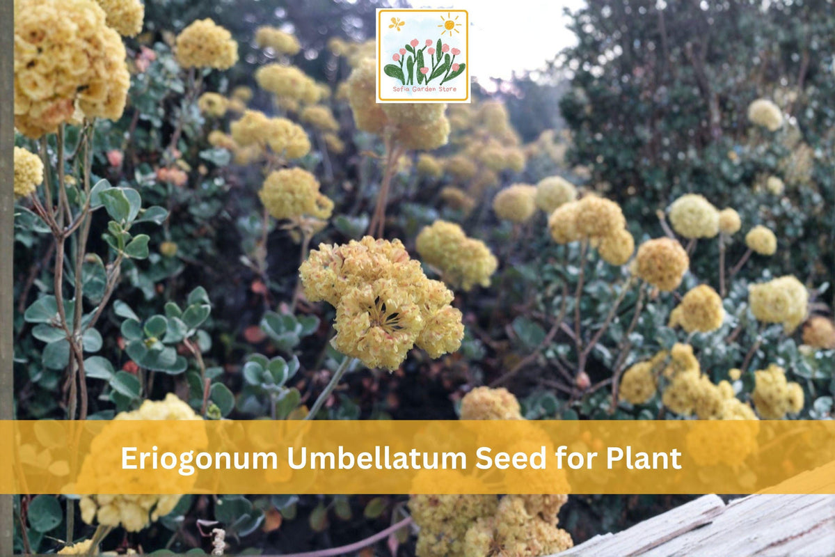 100 Eriogonum umbellatum Seeds | Sulfurflower Wildflower | Native Perennial Drought Tolerant Plant for Native Gardens