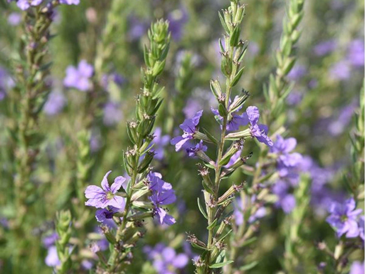 Winged Loosestrife Seeds (Lythrum alatum) – 3,000 Native Wildflower Seeds for Wet Soils, Pollinator Garden, Rain Gardens