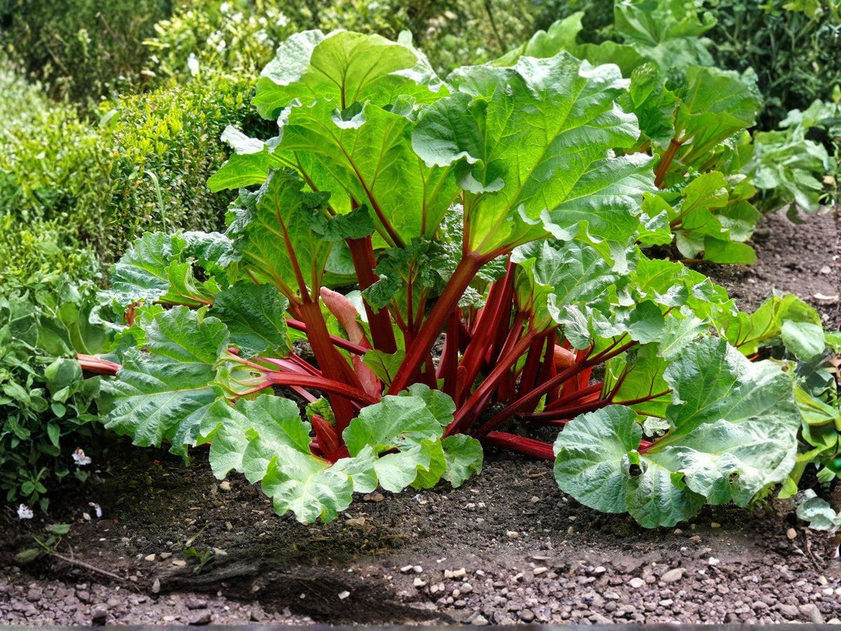 Victoria Rhubarb Seeds - Heirloom Perennial Vegetable for Pies, Jams & Baking, 25 Seeds