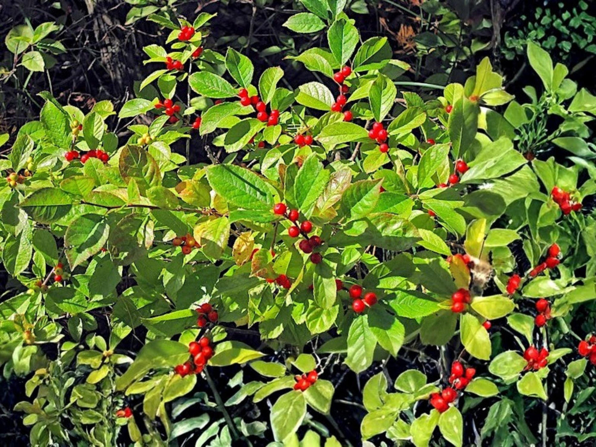 Winterberry Holly Seeds | Ilex verticillata | Native Deciduous Shrub with Bright Red Berries | 25 Seeds