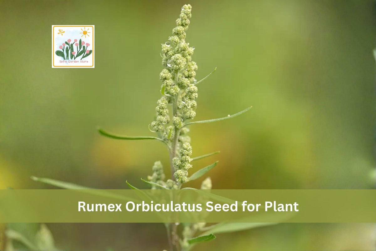 100 Great Water Dock Seeds Rumex orbiculatus Native Wetland Perennial for Ponds & Rain Gardens
