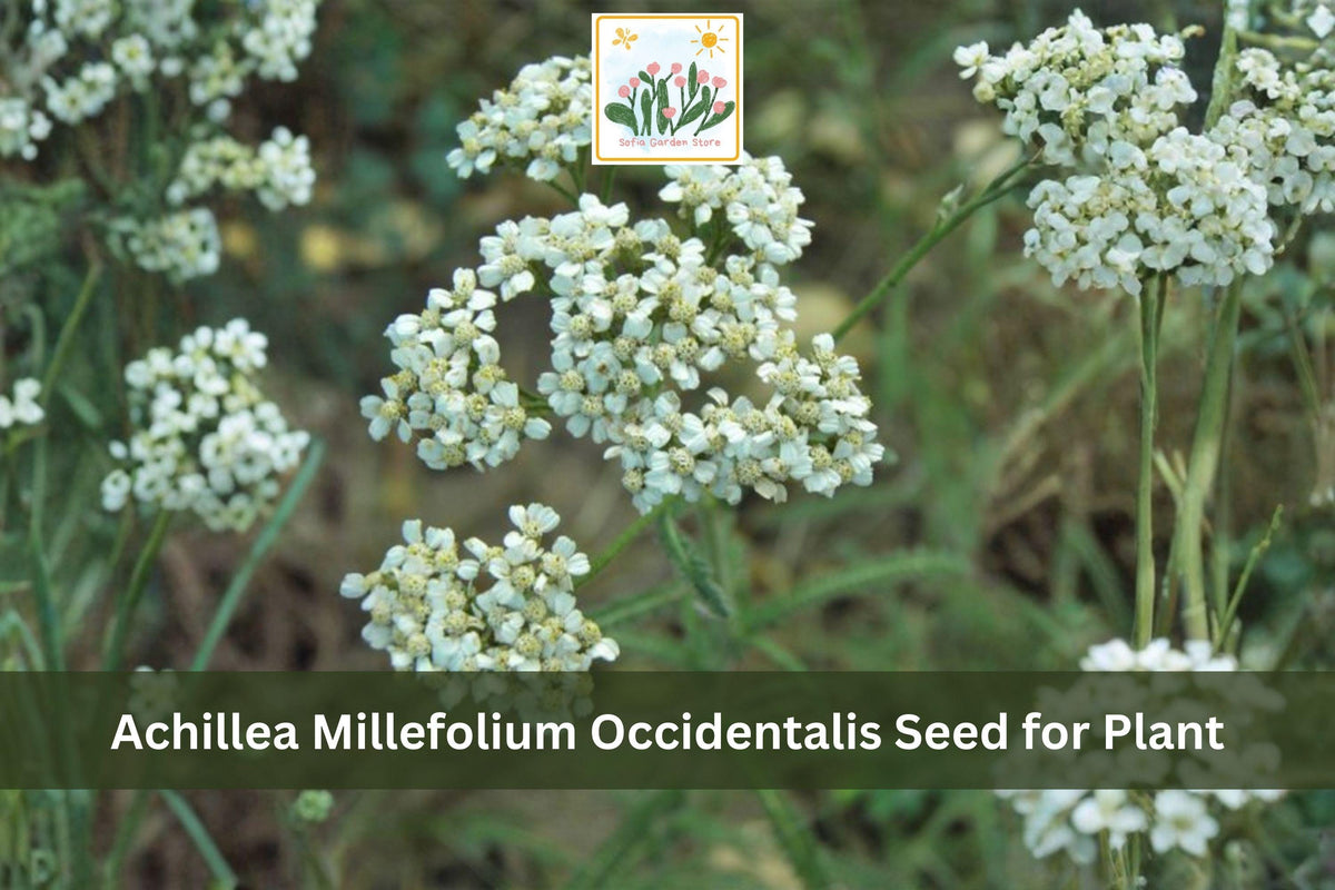 Western Yarrow Seeds 500 Pack | Achillea millefolium occidentalis | Native White Wildflower | Drought Tolerant Perennial