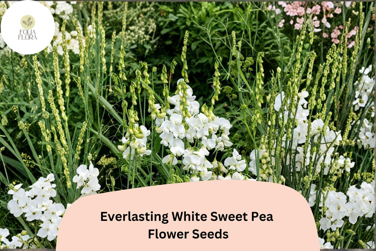 White Sweet Pea Seeds | Perennial Climbing Vine, Garden Flowers (50+ Seeds)