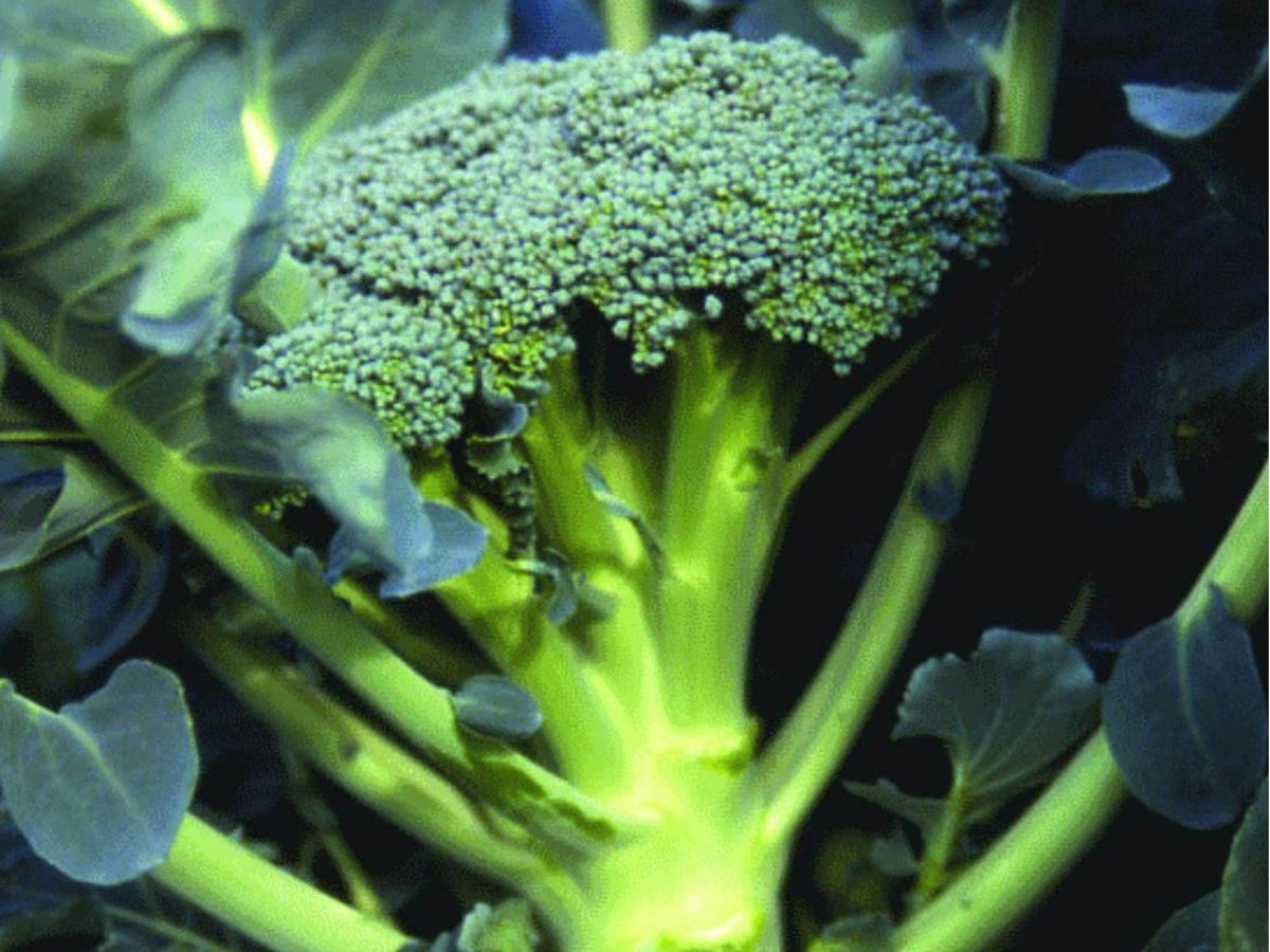 Waltham 29 Broccoli Seeds – Cold Hardy, Heirloom, Non-GMO, 500 Pack | Vegetable Garden Seed for Fall & Spring Planting