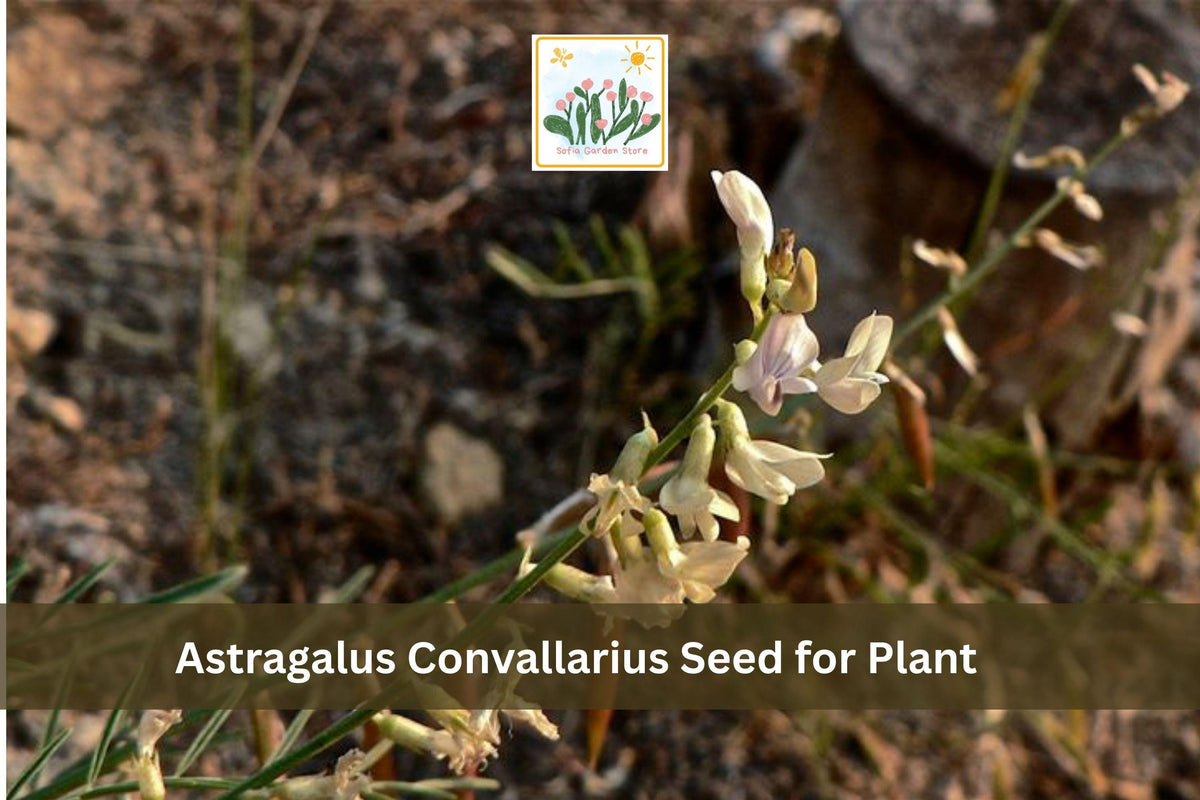 15 Astragalus convallarius Seeds | Whisk Broom Milkvetch Perennial Wildflower for Prairie Gardens & Native Plantings