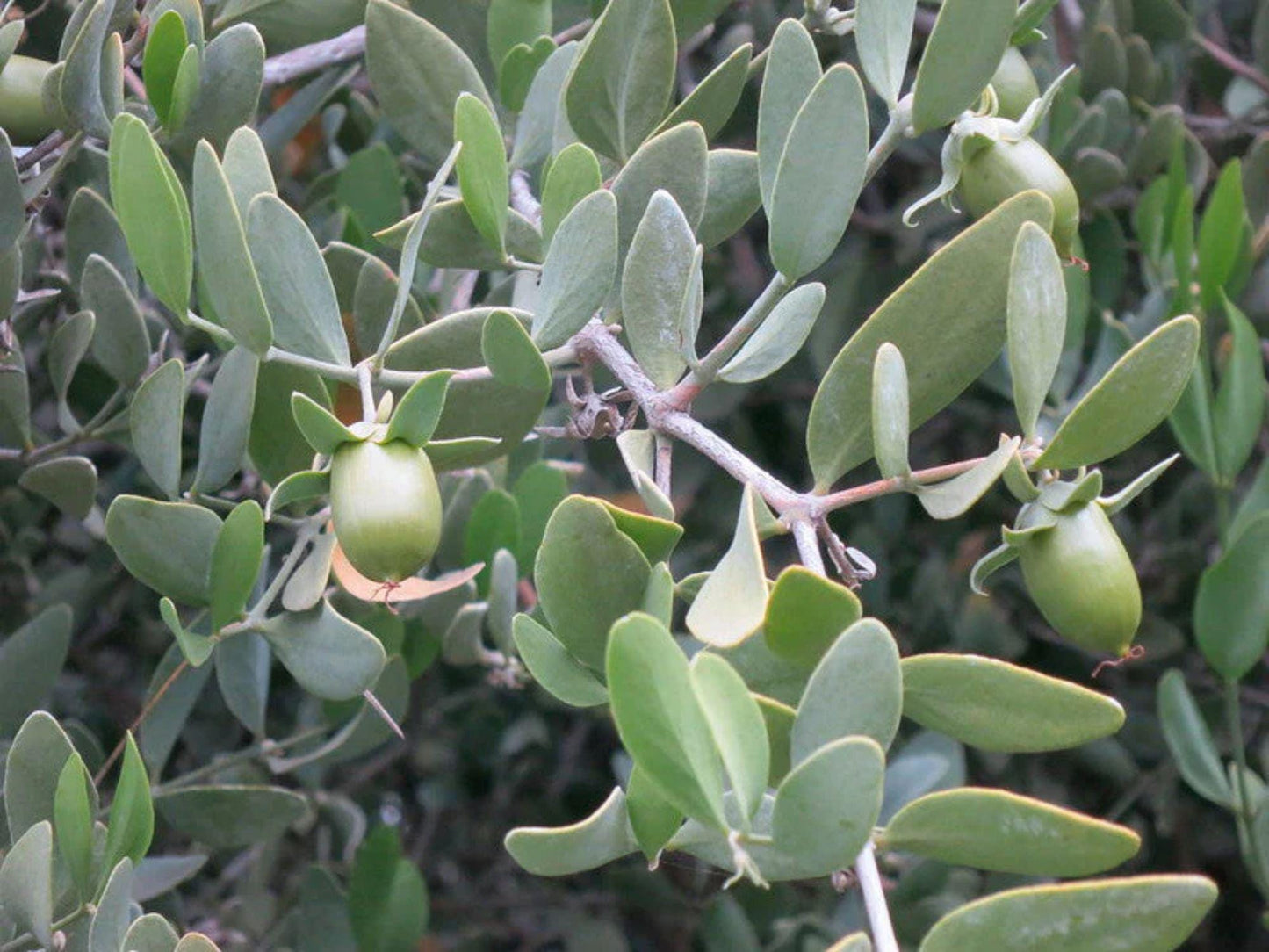 Canadian Milk Vetch Seeds (Astragalus canadensis) Native Wildflower, Pollinator & Soil-Enhancing Plant, 50 Seeds