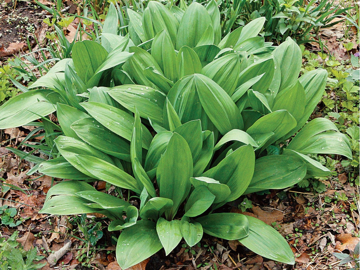 Wild Leek Seeds – Allium tricoccum Native Heirloom Edible Shade-Loving Perennial