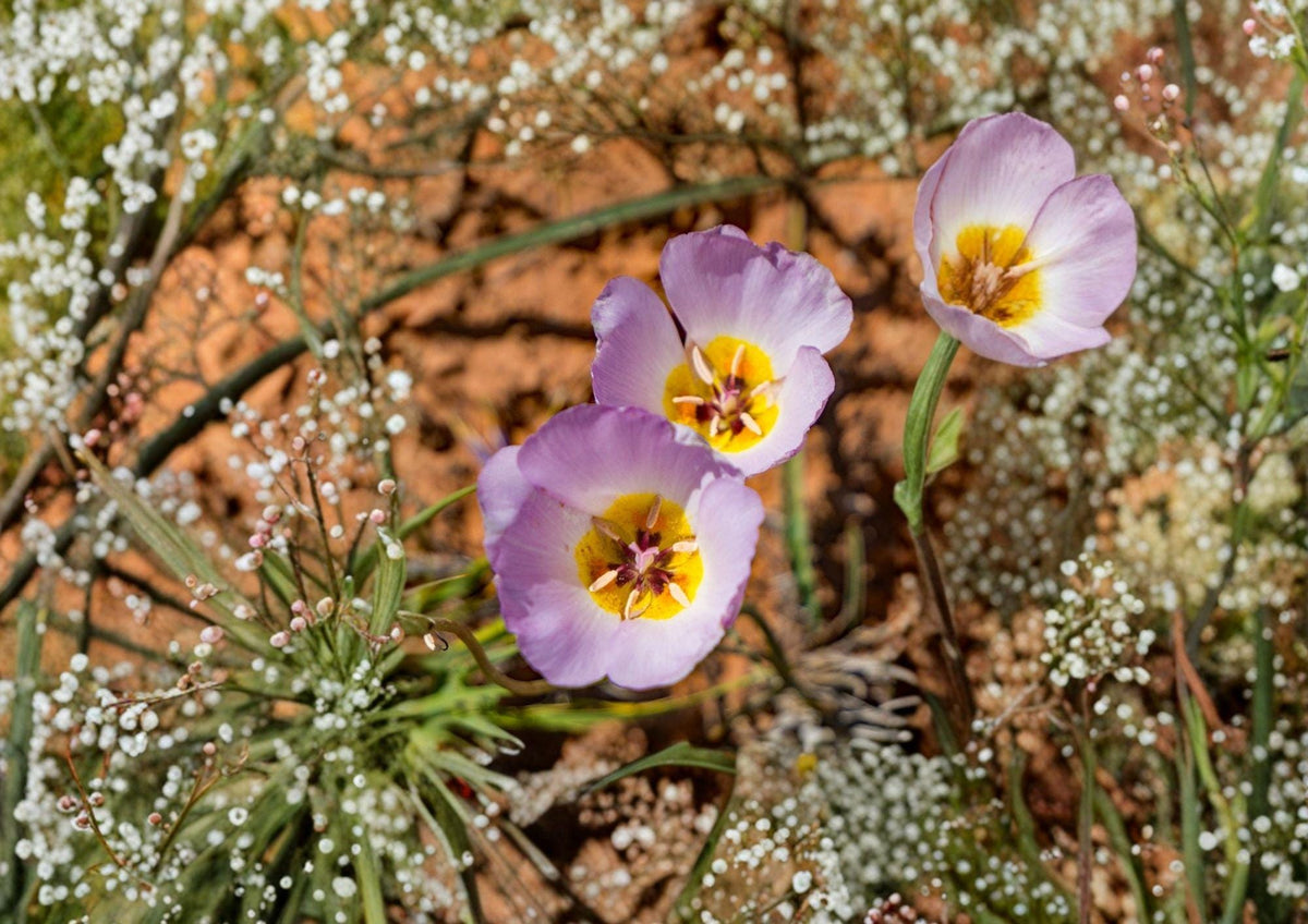 Winding Mariposa Lily Seeds – Calochortus flexuosus, Native Desert Wildflower, Lavender Pink Blooms, Drought Tolerant, Xeriscape Plant