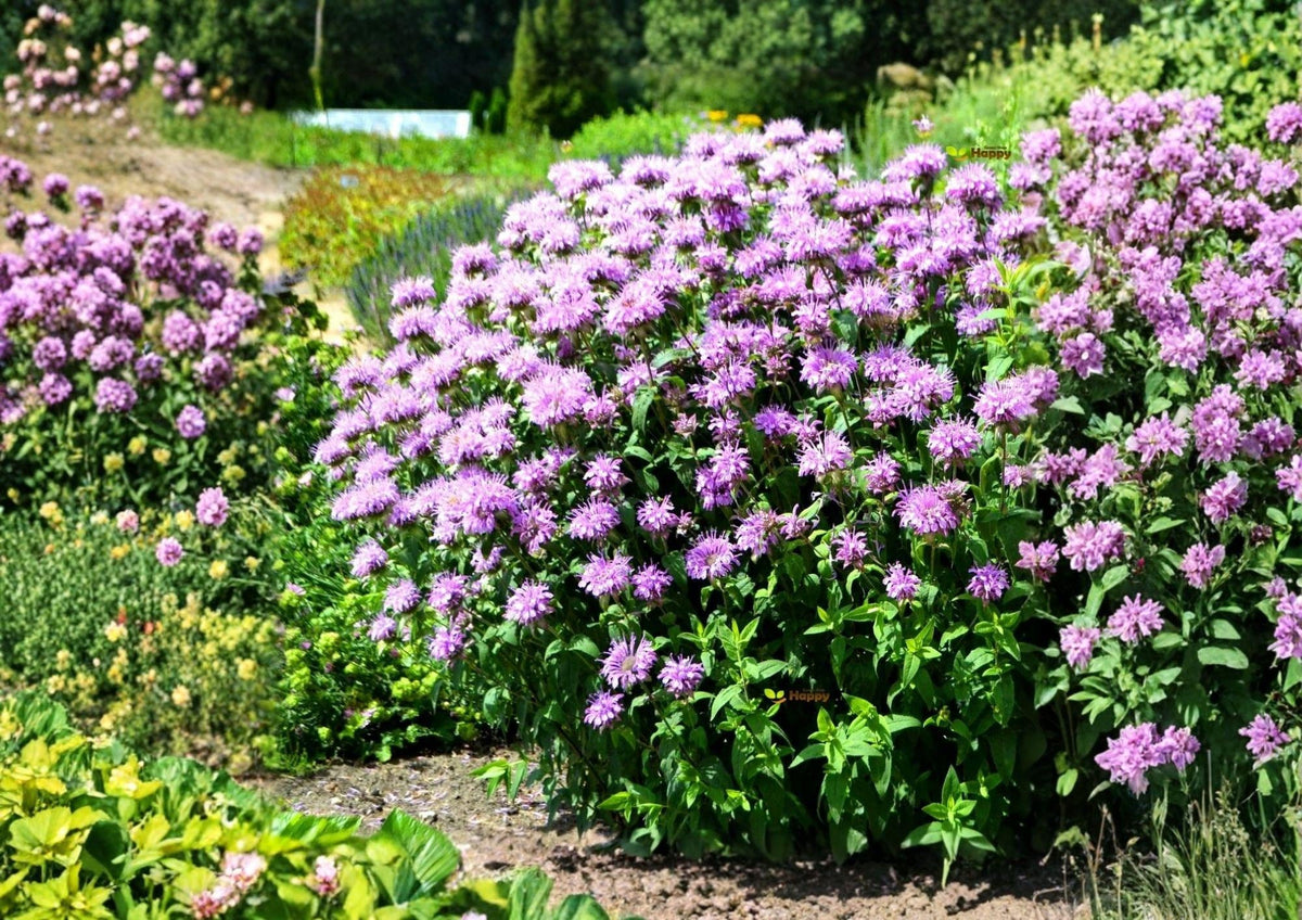 Wild Bergamot Seeds - Lavender Bee Balm, Pollinator Attracting Native Perennial, Monarda fistulosa, 100 Seeds