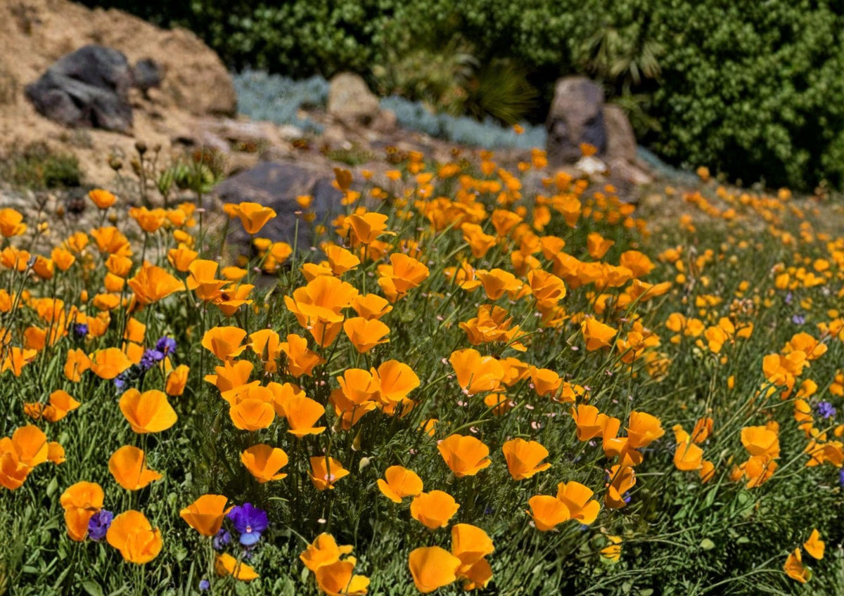 California Poppy Seeds - Bright Orange Wildflower, Drought Tolerant, 50 Seeds - Eschscholzia californica