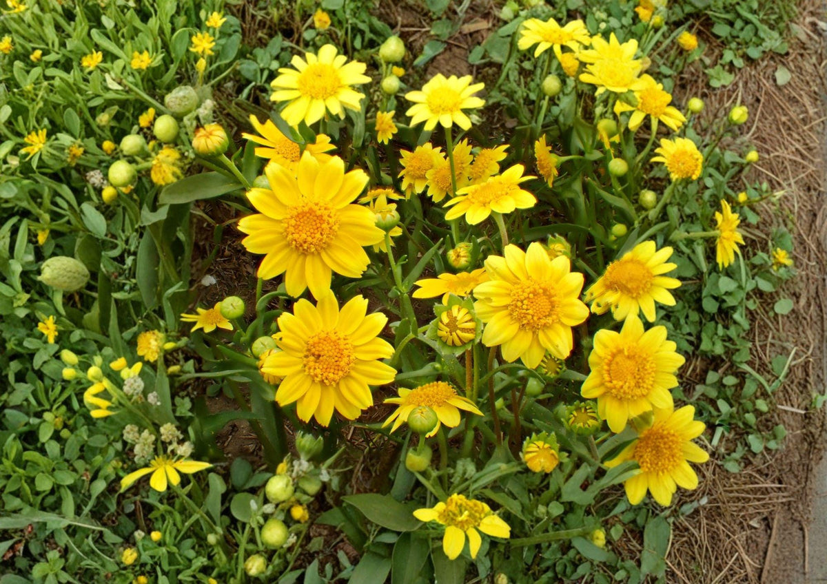 Yellowray Goldfields Wildflower Seeds, Native California Annual, Pollinator Garden, Lasthenia glabrata, Bright Yellow Daisy